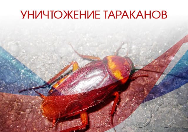 Уничтожение тараканов в Серебряных Прудах